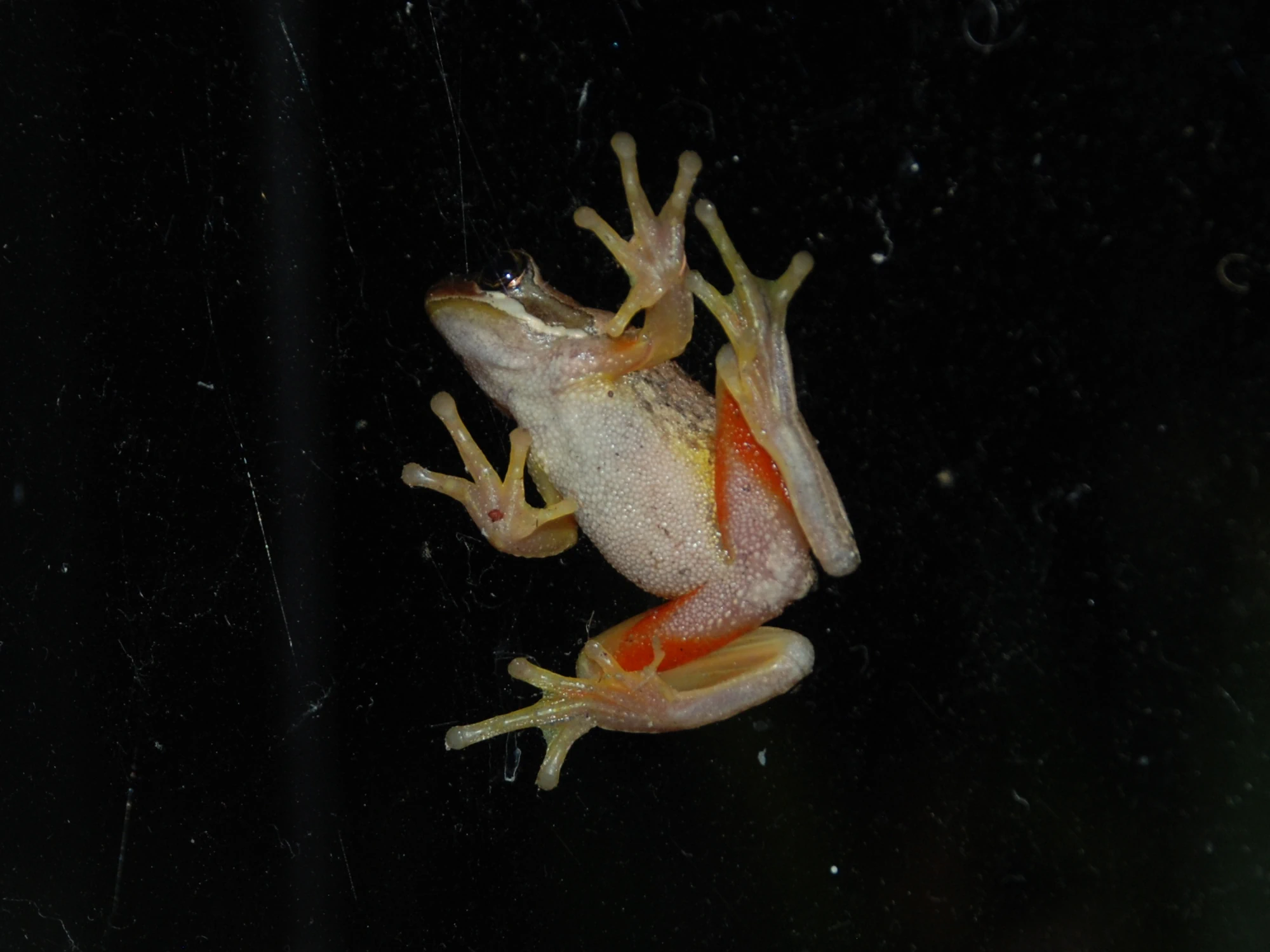 Click to open original Photo of the underside of a Brown Tree Frog (Litoria ewingii) with a black background.