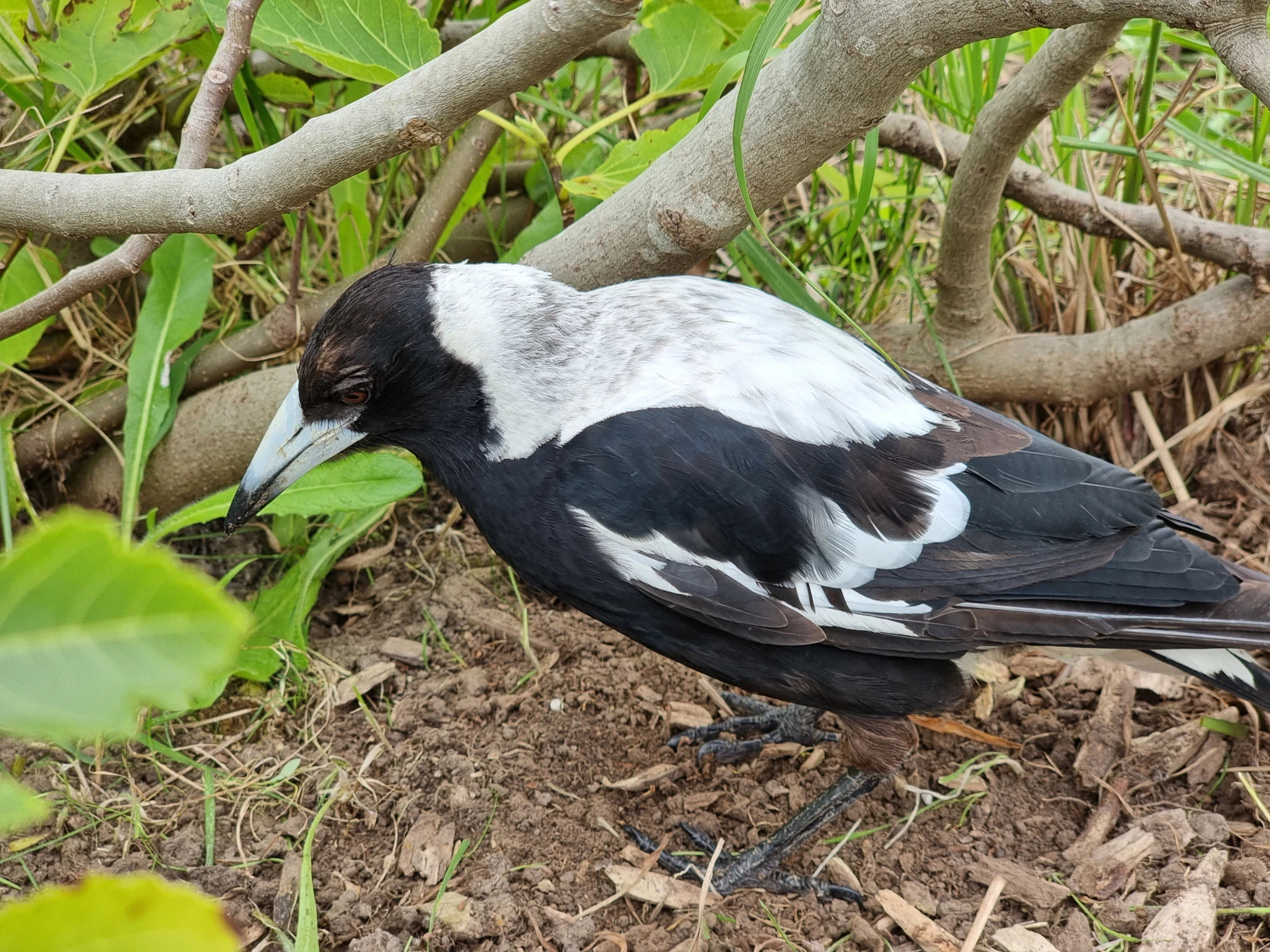 Click to open original Close-up photo of a magpie on a patch of bare dirt with a fig tree in the background. The magpie has some brown feathers on its head and legs.