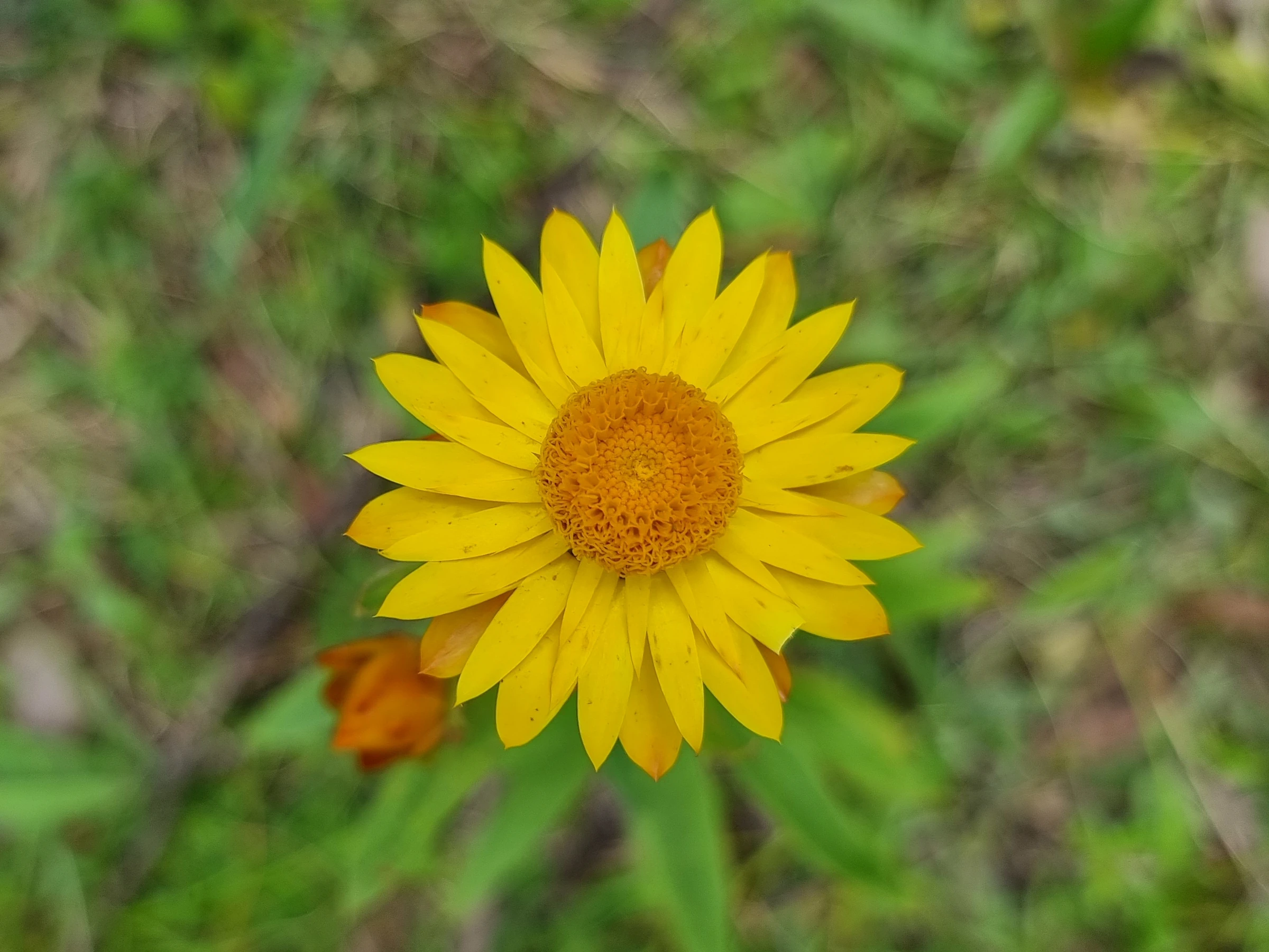 Bright yellow Golden Everlasting (Xerochrysum bracteatum) flower in the centre of the frame with a mottled green background.