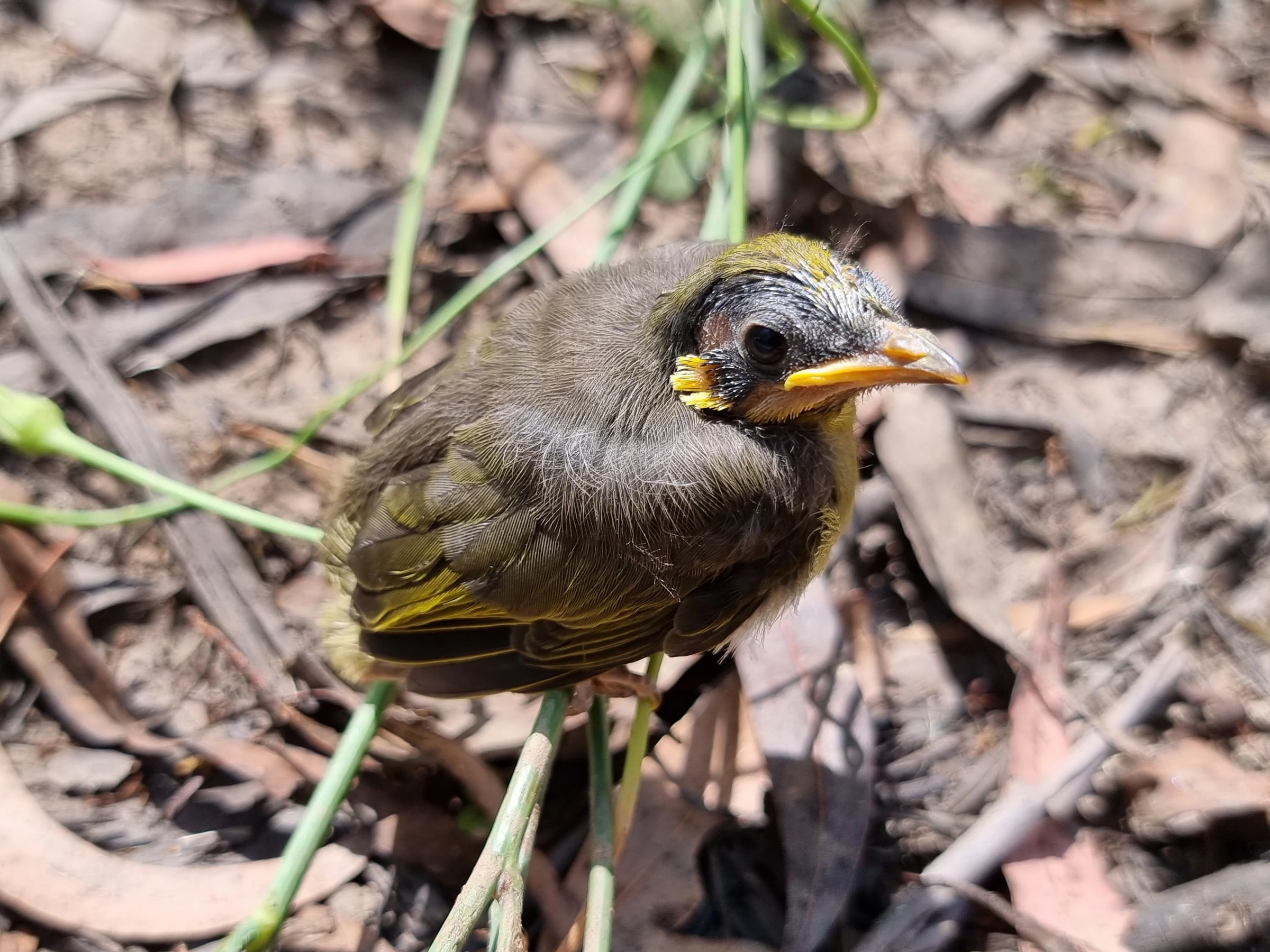 Click to open original Photo of a baby Yellow-tufted Honeyeater standing on a plant stem above the ground which is covered in dry eucalyptus leaves.