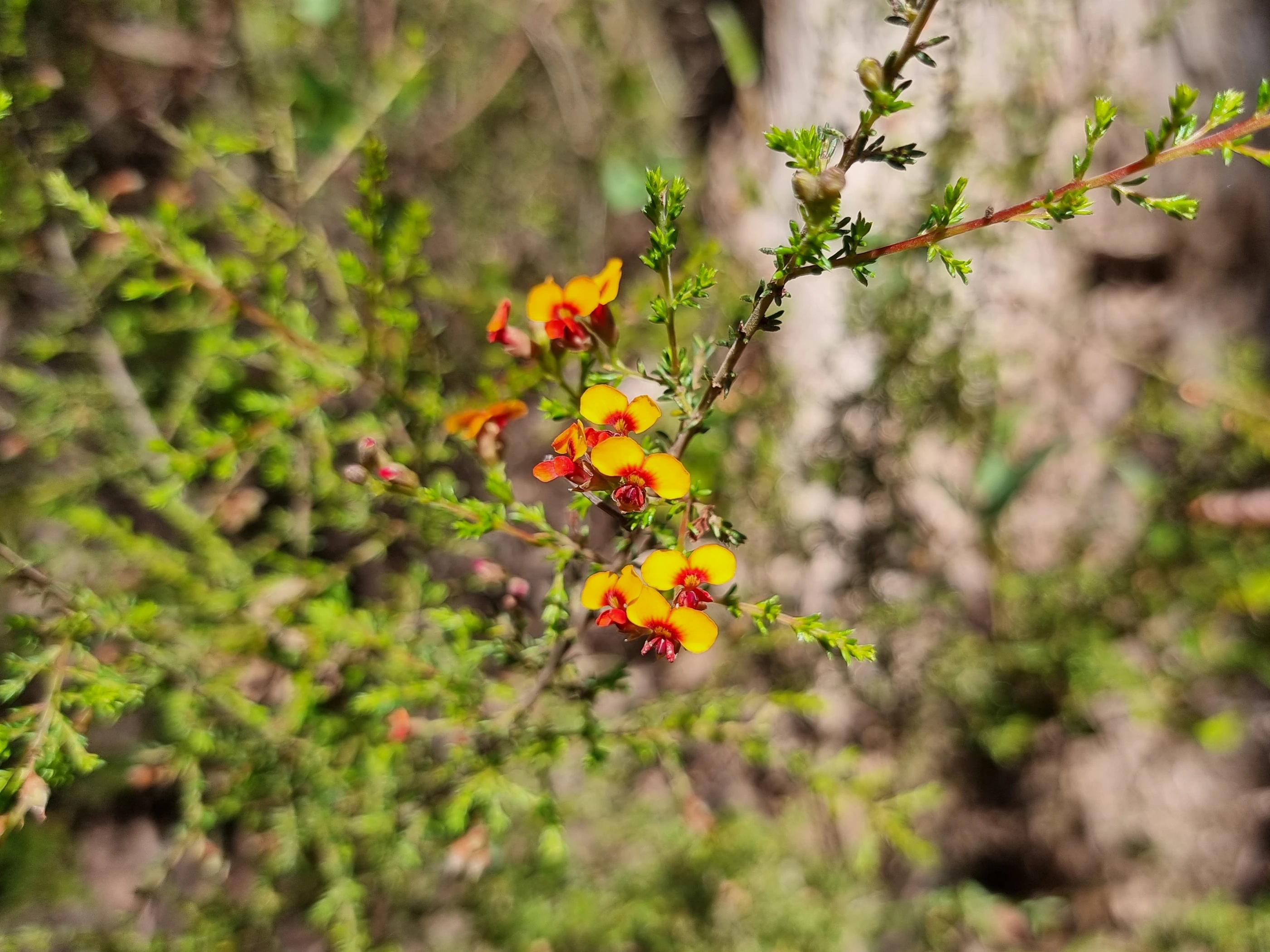 Click to open original Photo of Egg and Bacon Pea (genus Dillwynia) with a group of bright flowers in the centre of the frame.