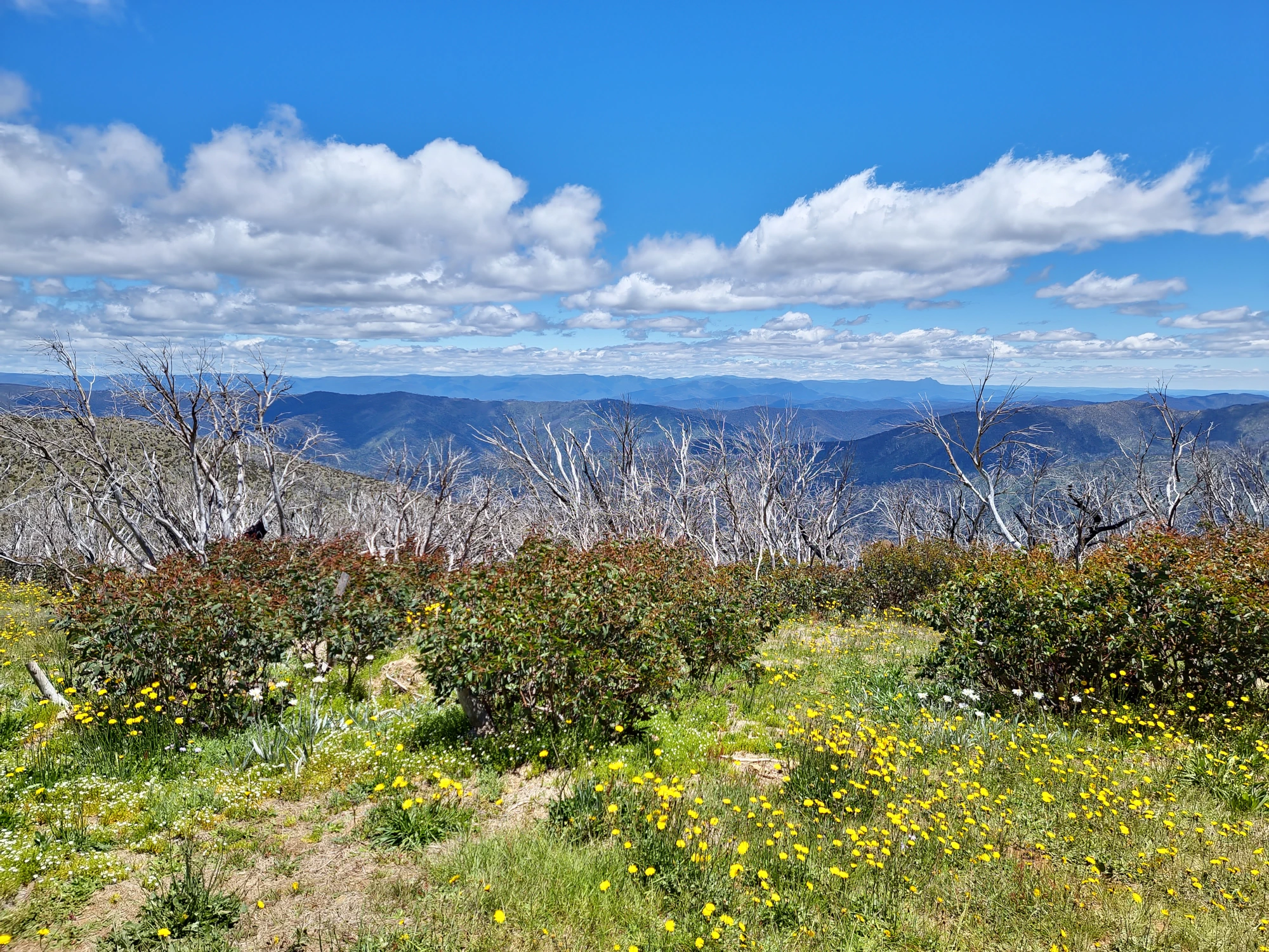 Click to open original Photo of the view from Blue Rag Range trig point, with Alpine Snow Gums and wildflowers in the foreground, and other mountains and clouds in a blue sky in the background.