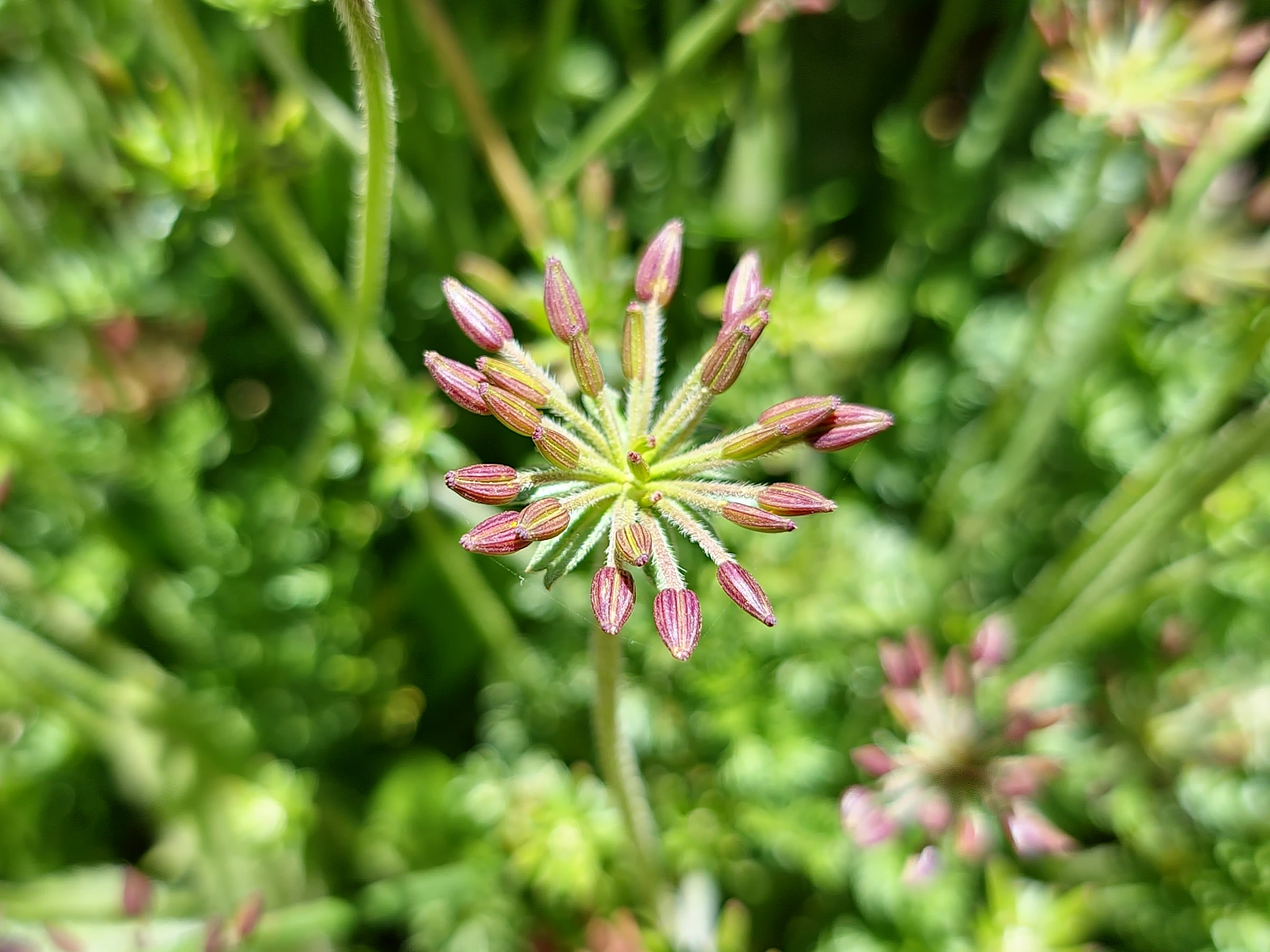 Photo of Australian Caraway (Chaerophyllum eriopodum) seeds.