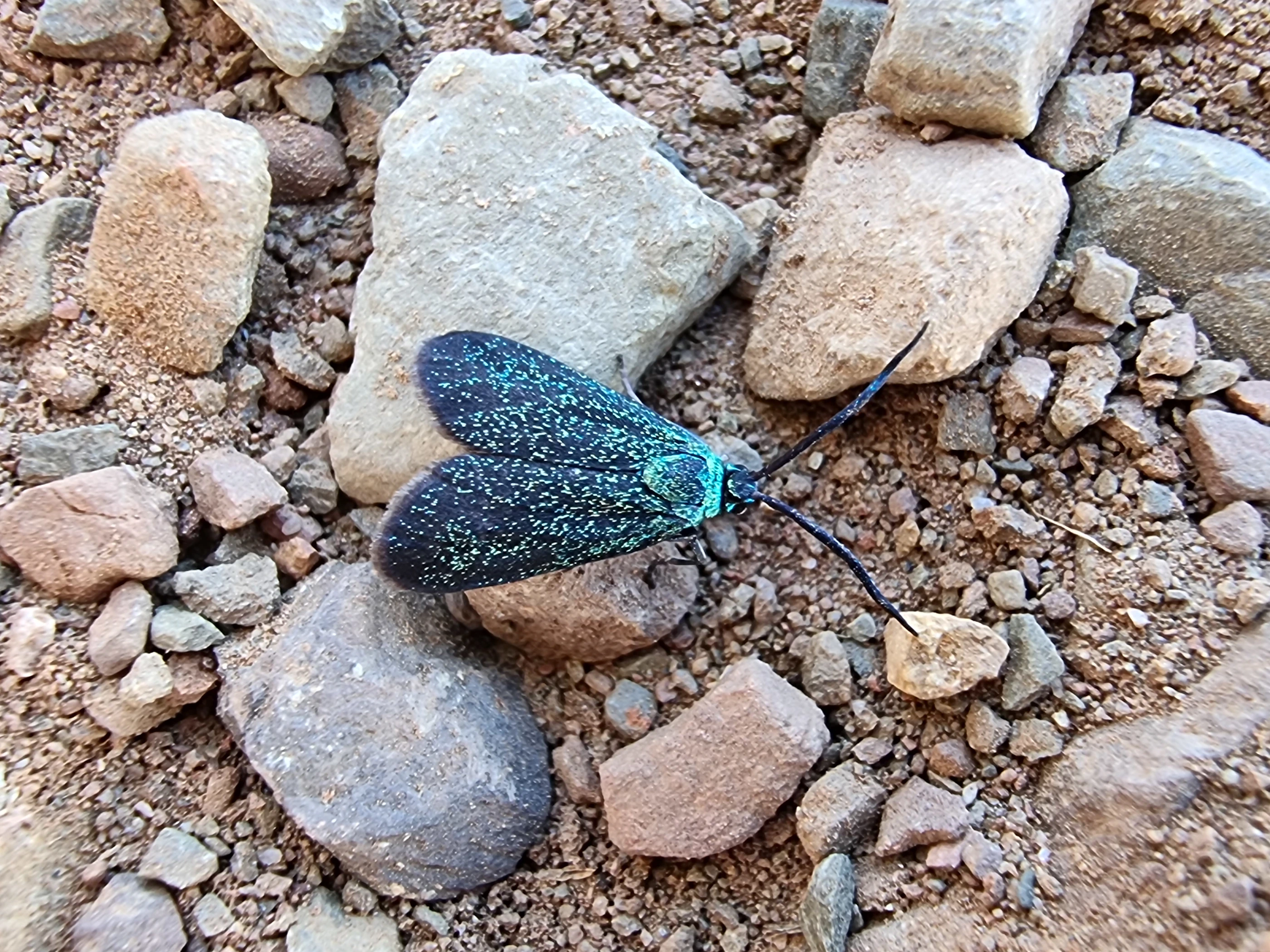 Click to open original Photo of Pollanisus lithopastus with dark wings with cyan flecks, on gravel.