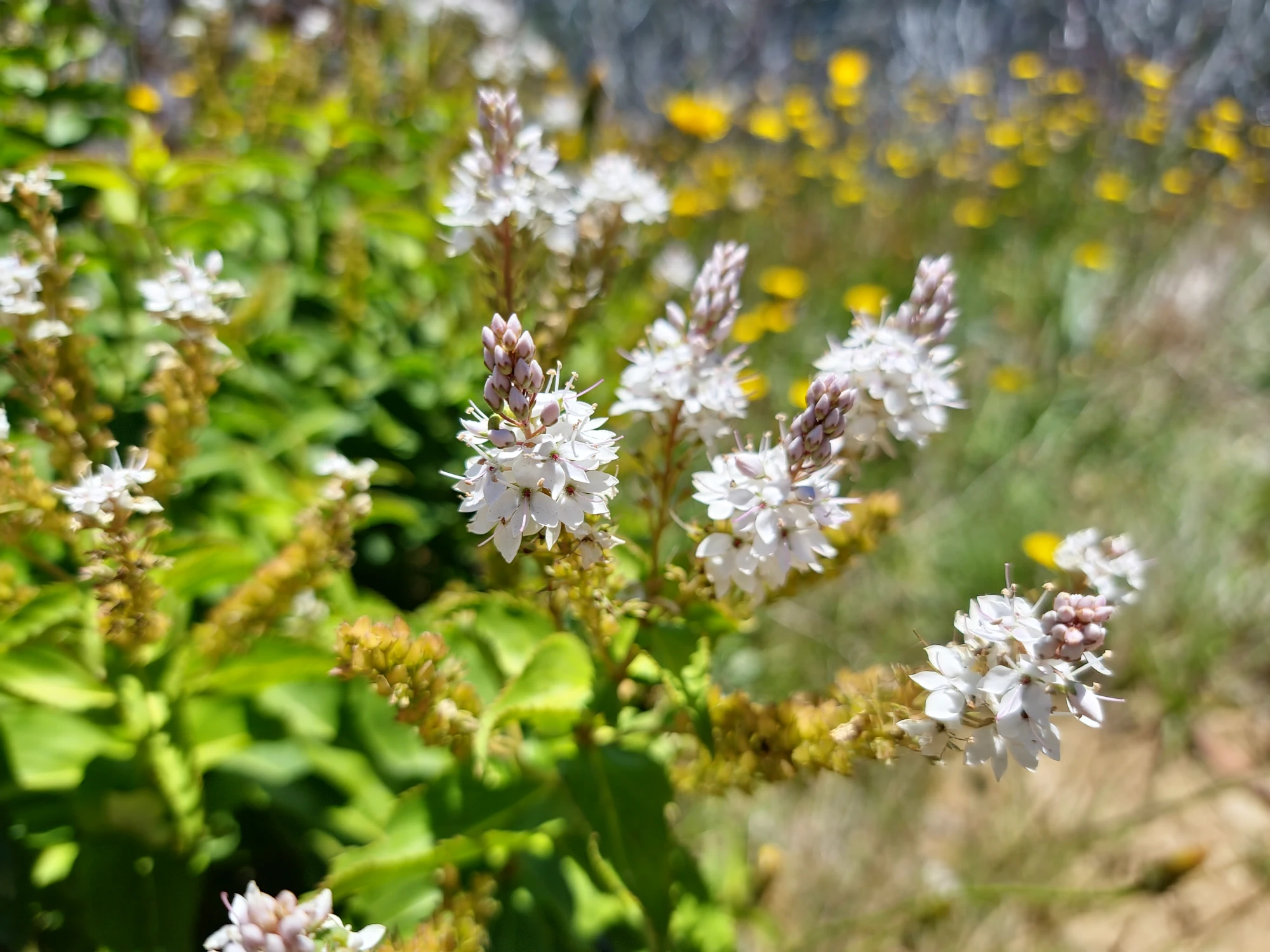 Photo of Derwent Speedwell (Veronica derwentiana) flowers.