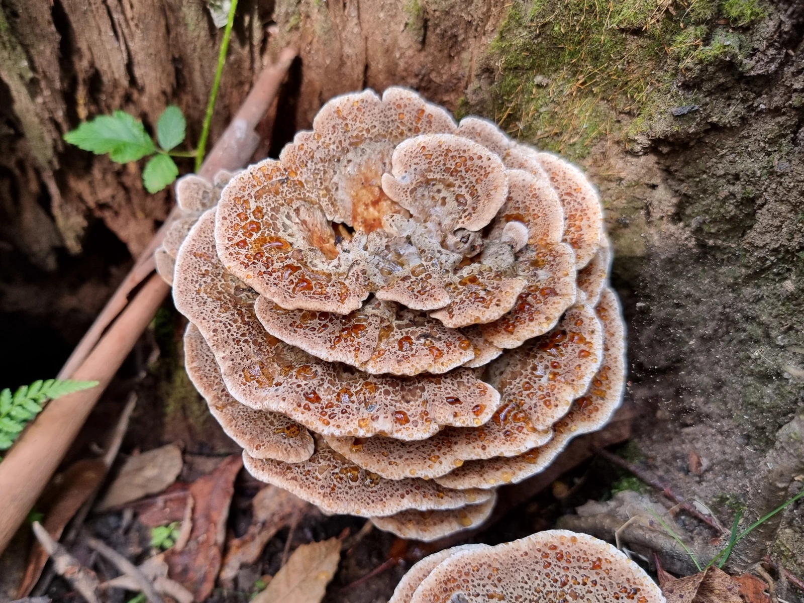 Photo of the fruiting body of Ryvardenia campyla, a shelf fungus, inside a rotted tree stump