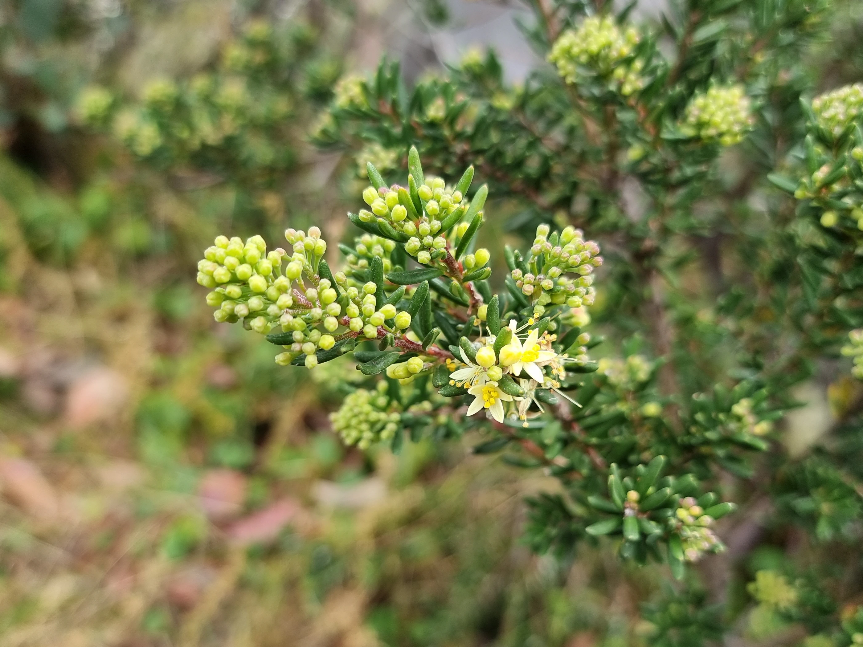 Photo of Leionema phylicifolium beginning to flower