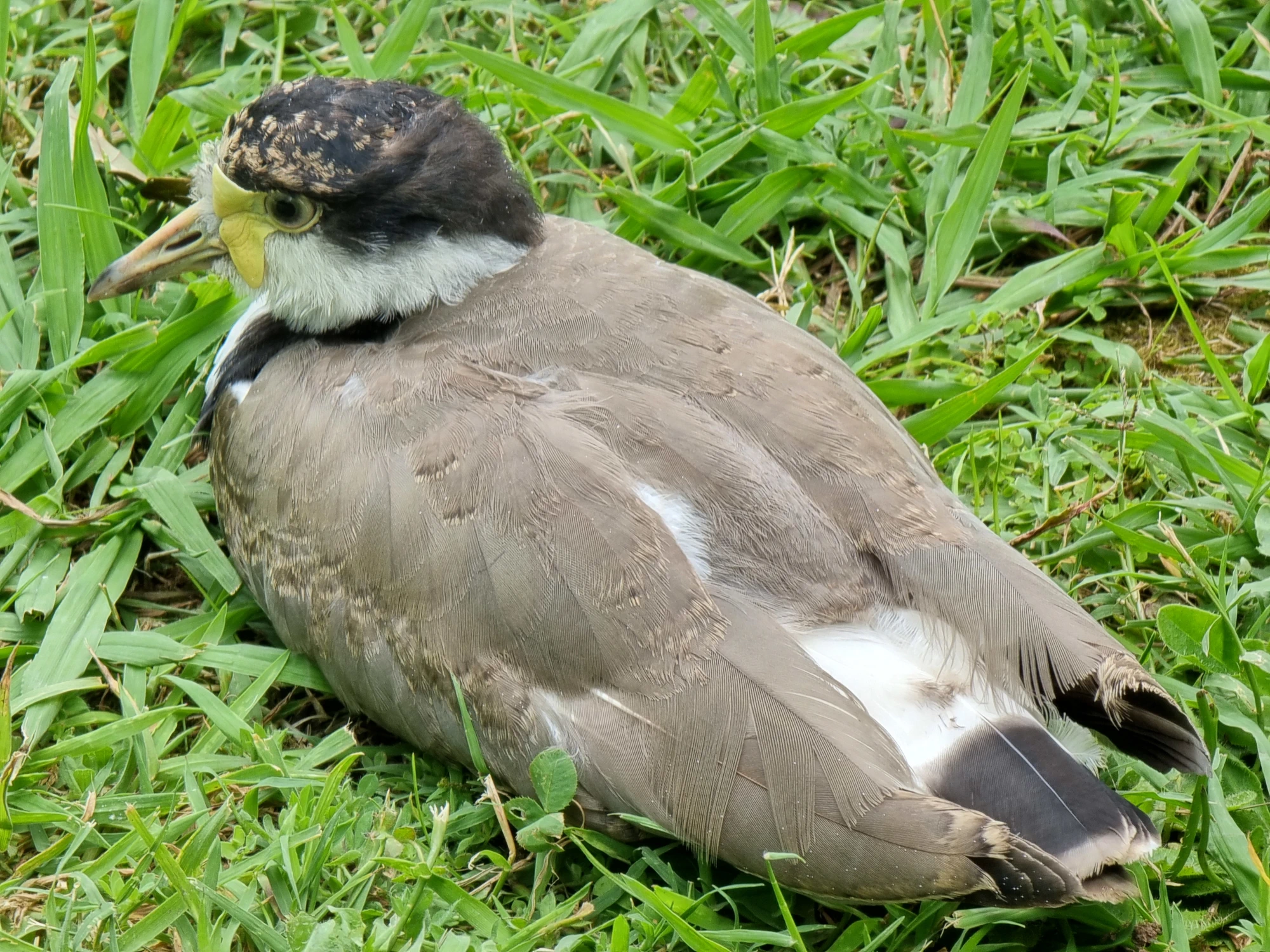 Click to open original Photo of a young Masked Lapwing (Vanellus miles ssp. novaehollandiae) sitting on green grass.