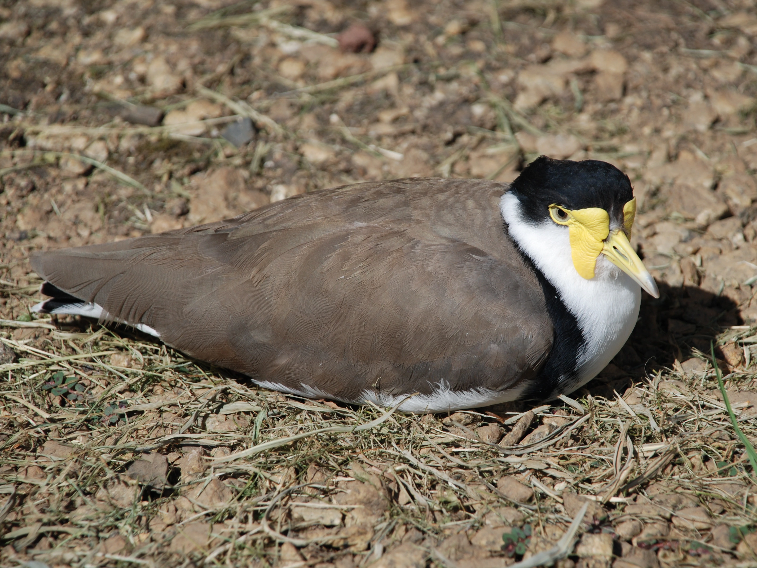 Click to open original Photo of an adult Masked Lapwing (Vanellus miles ssp. novaehollandiae) sitting on gravel in direct sunlight.