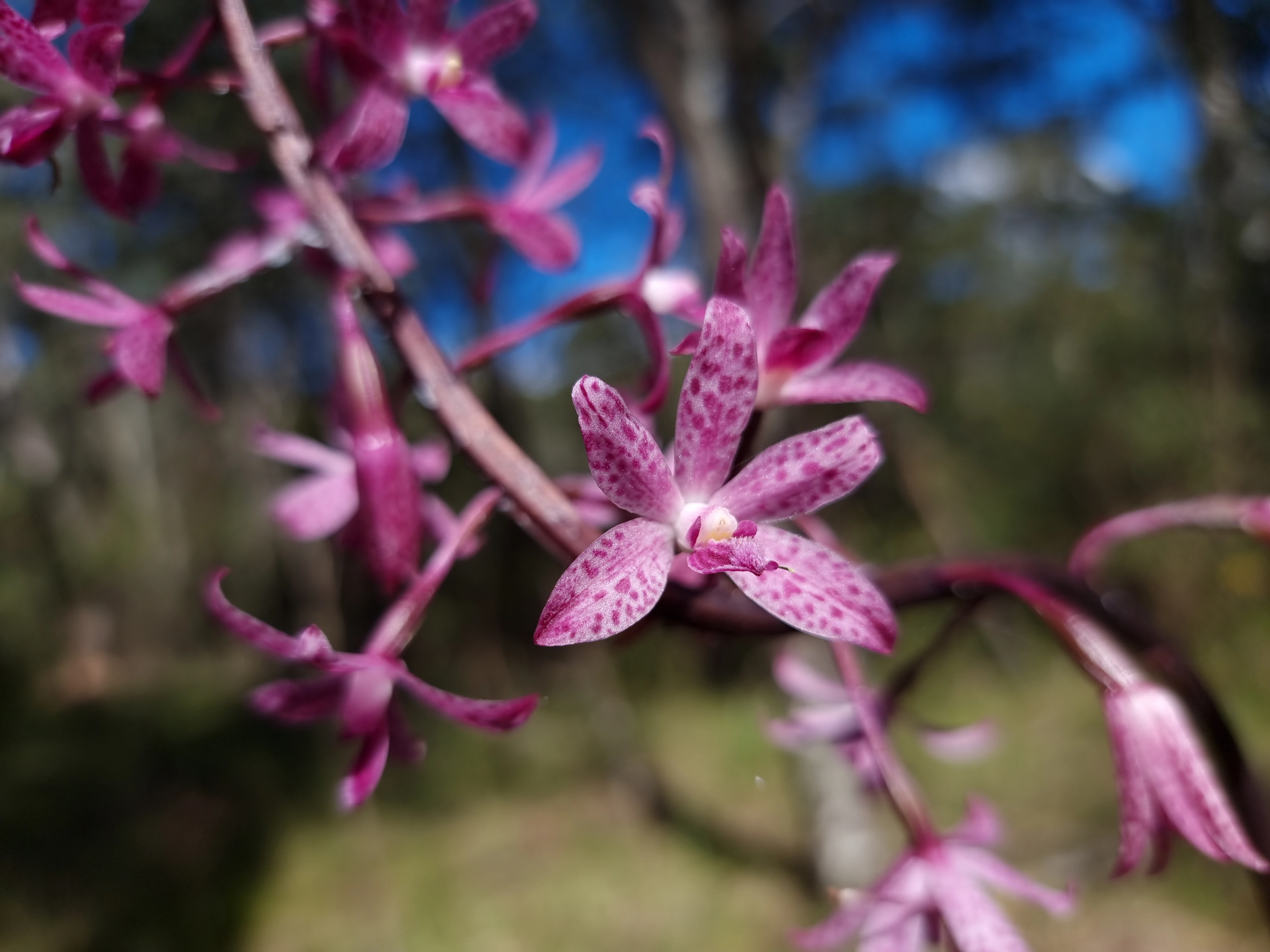 Photo of a Blotched Hyacinth-Orchid (Dipodium punctatum).
