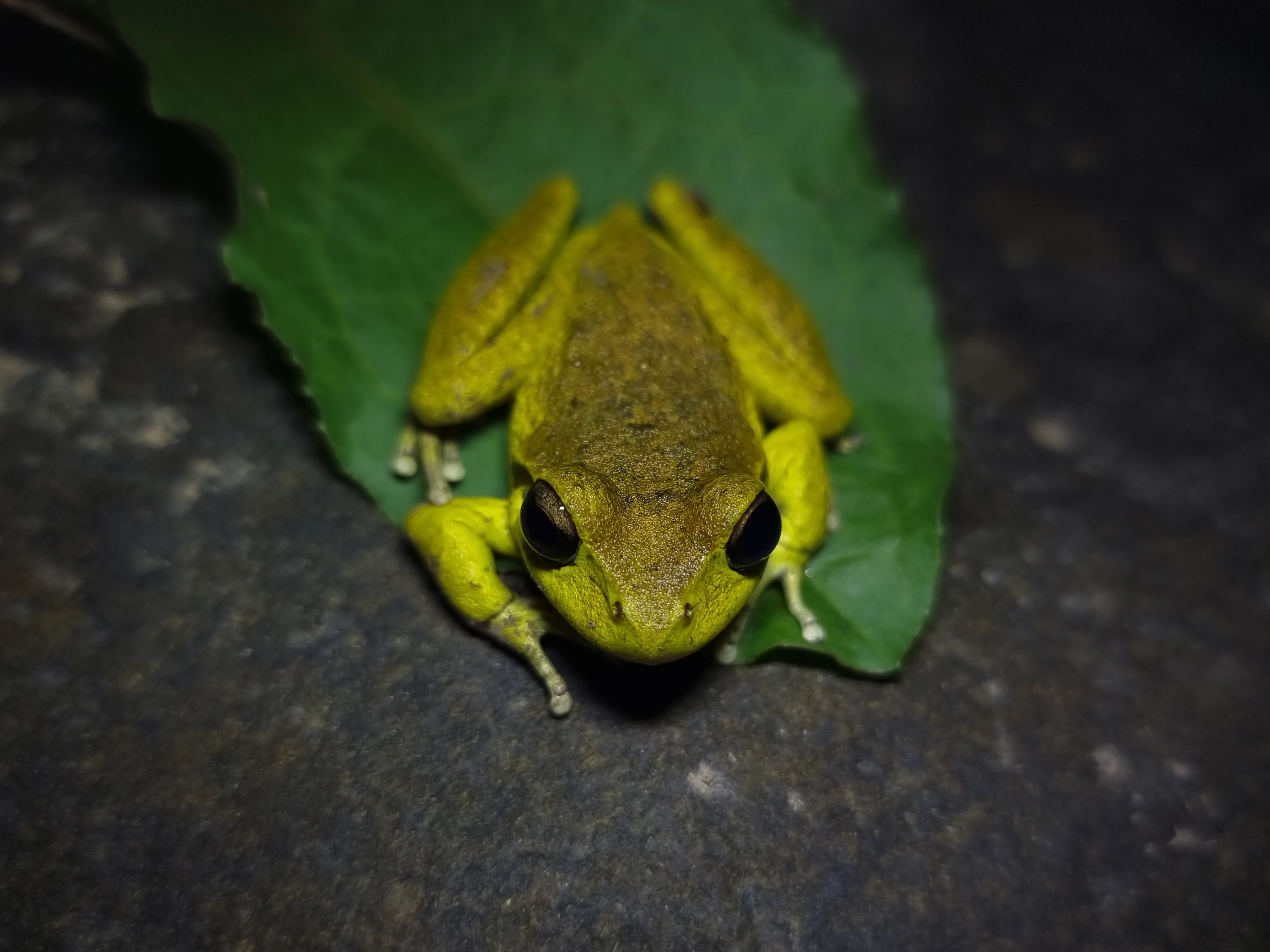 Click to open original Photo of a male Lesueur's Stony-creek Frog (Ranoidea lesueuri) on a green Dock leaf on a grey rock at night.