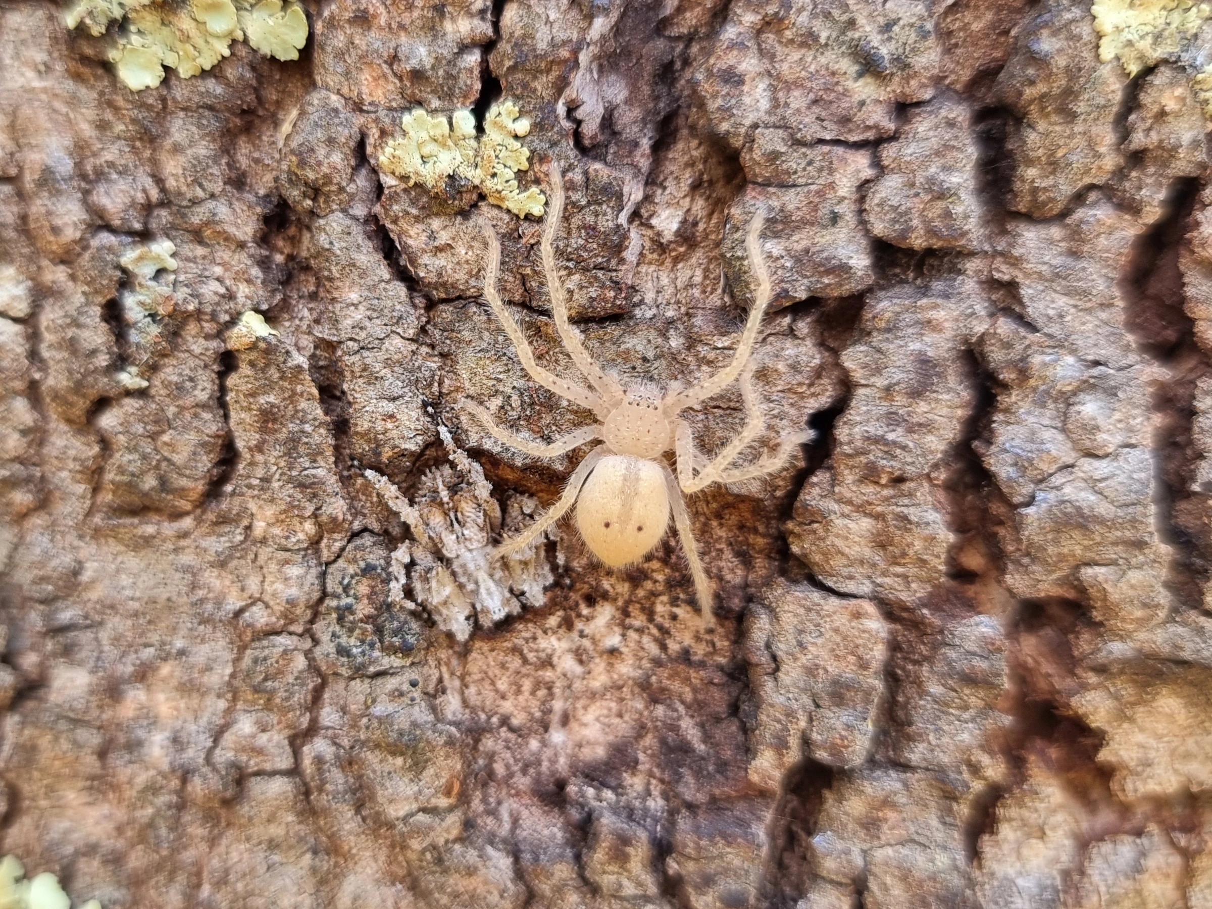 Click to open original Juvenile Badge Huntsman Spider standing on top of a Cryptic Crab Spider