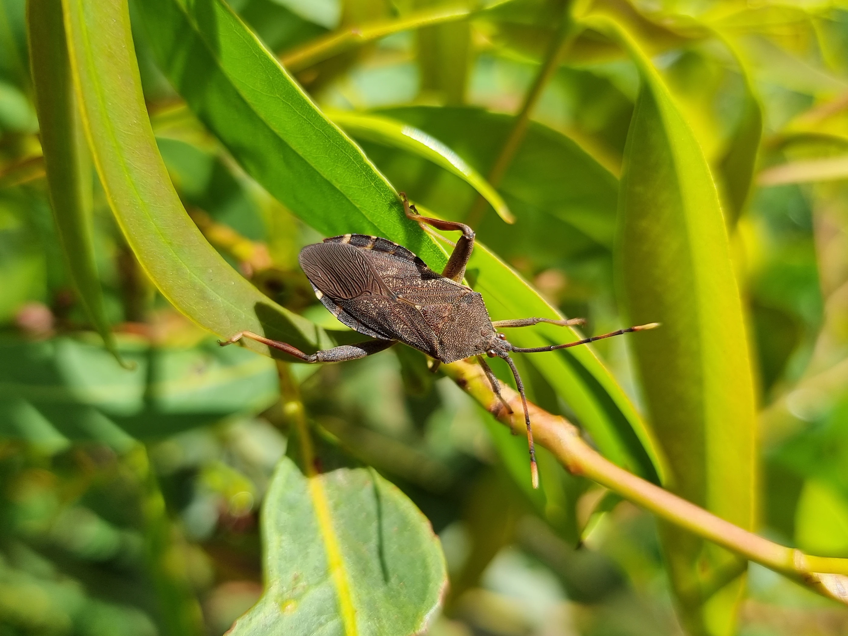 Click to open original Photo of adult Amorbus macropoda amongst Eucalyptus leaves
