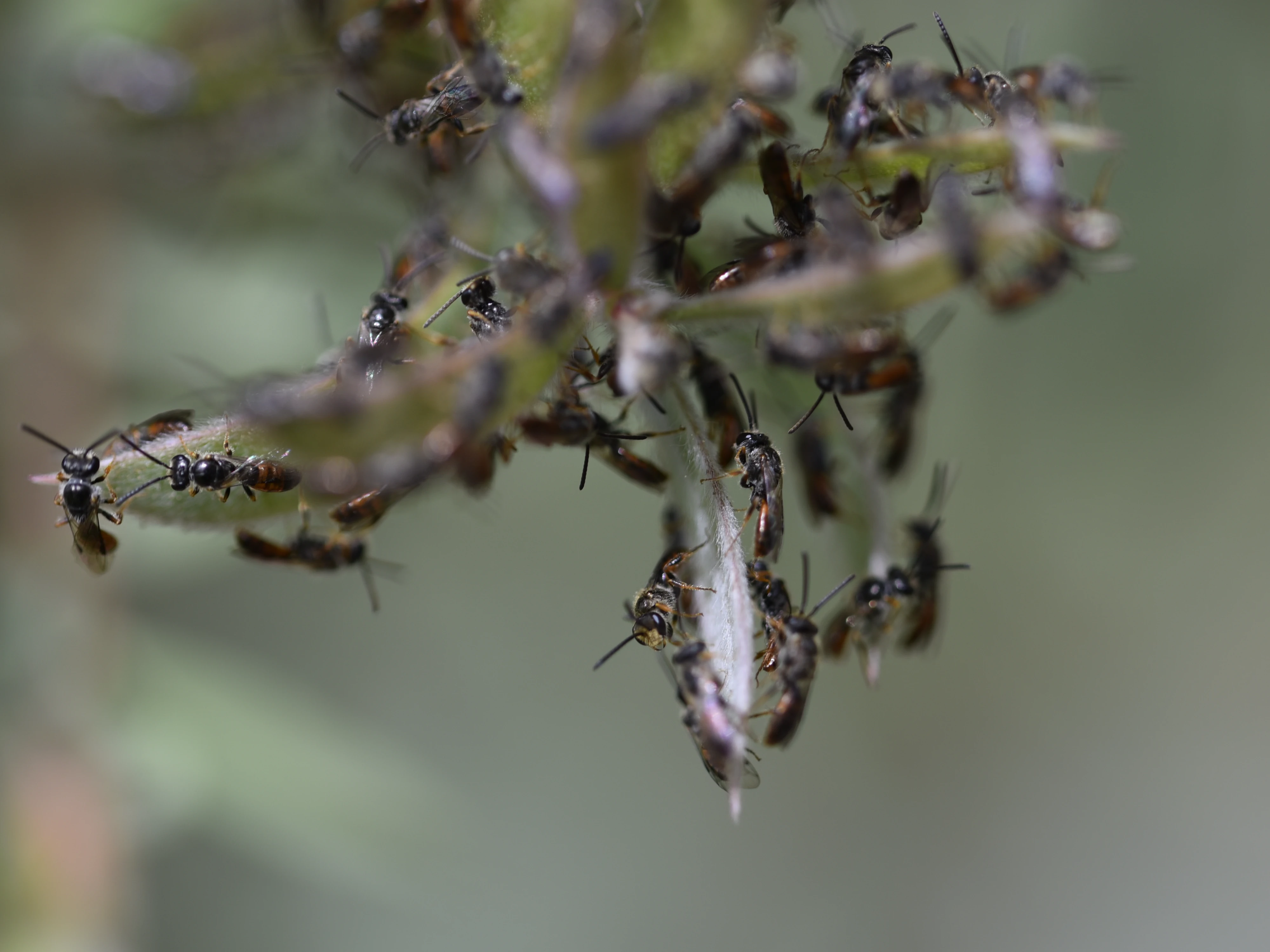 Click to open original Photo of a group of Lasioglossum bees on bottlebrush leaves