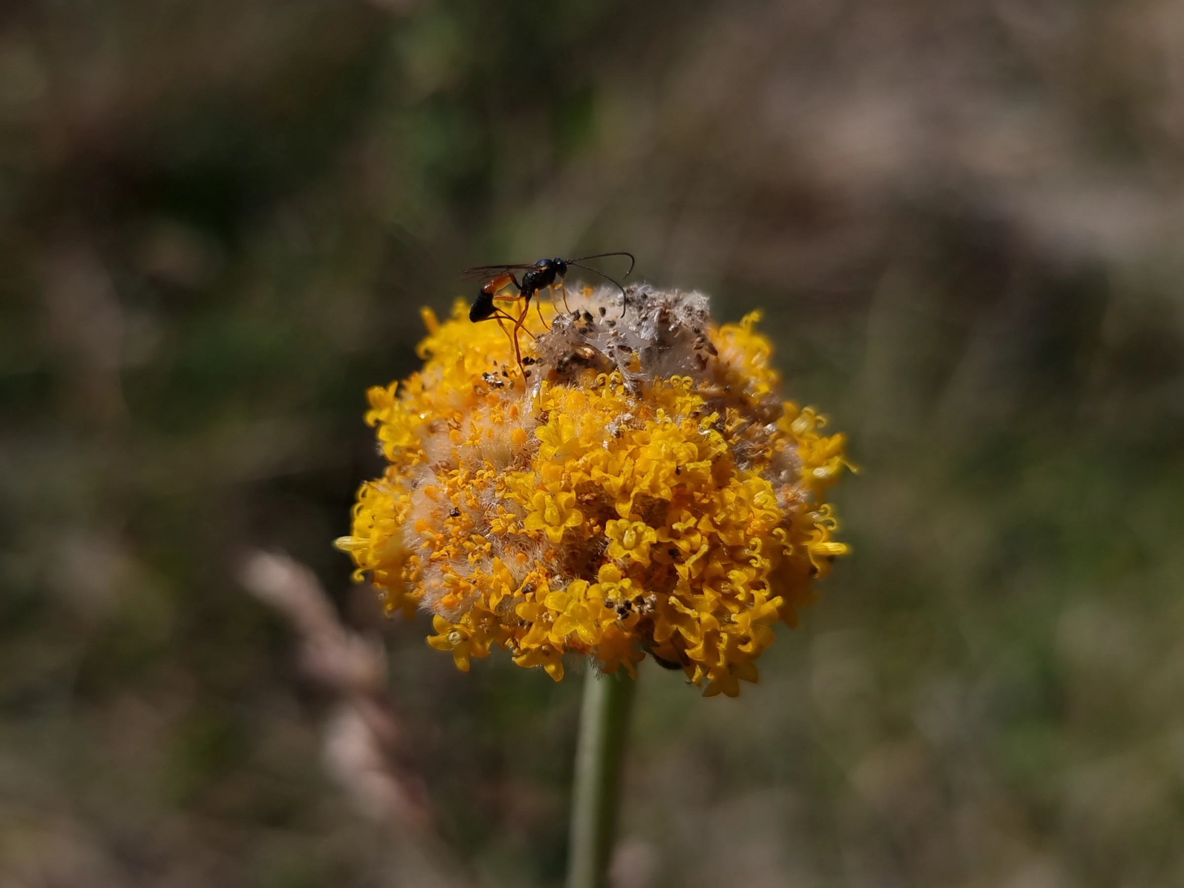Click to open original Photo of an Ichneumonid wasp on a Woollyhead flower (Genus Craspedia).